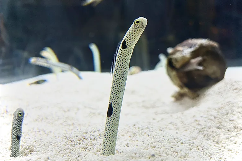 Llw 202511 Slnchinanago