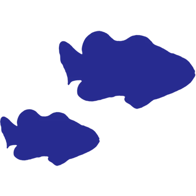 カクレクマノミ