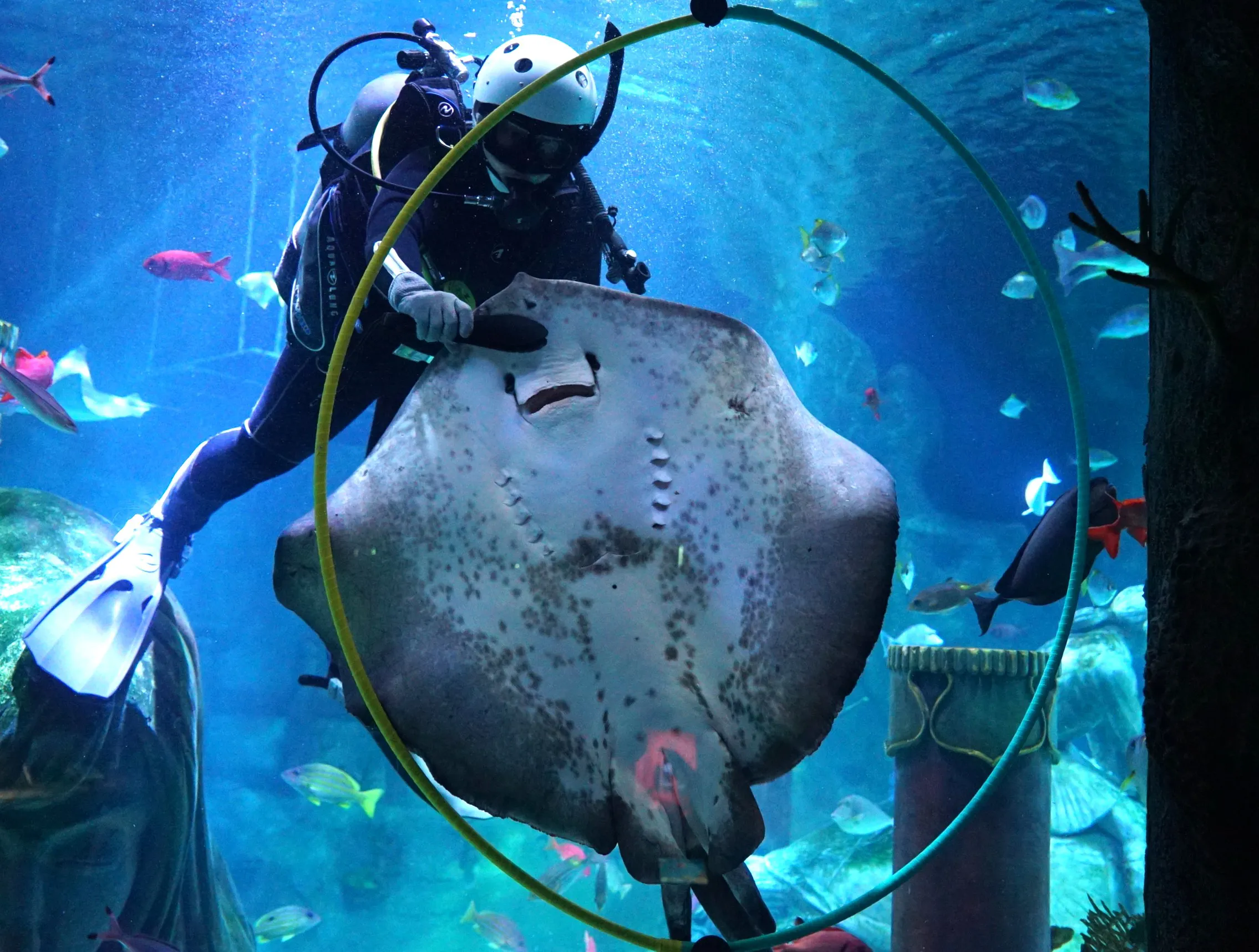 エイのダイビングショー