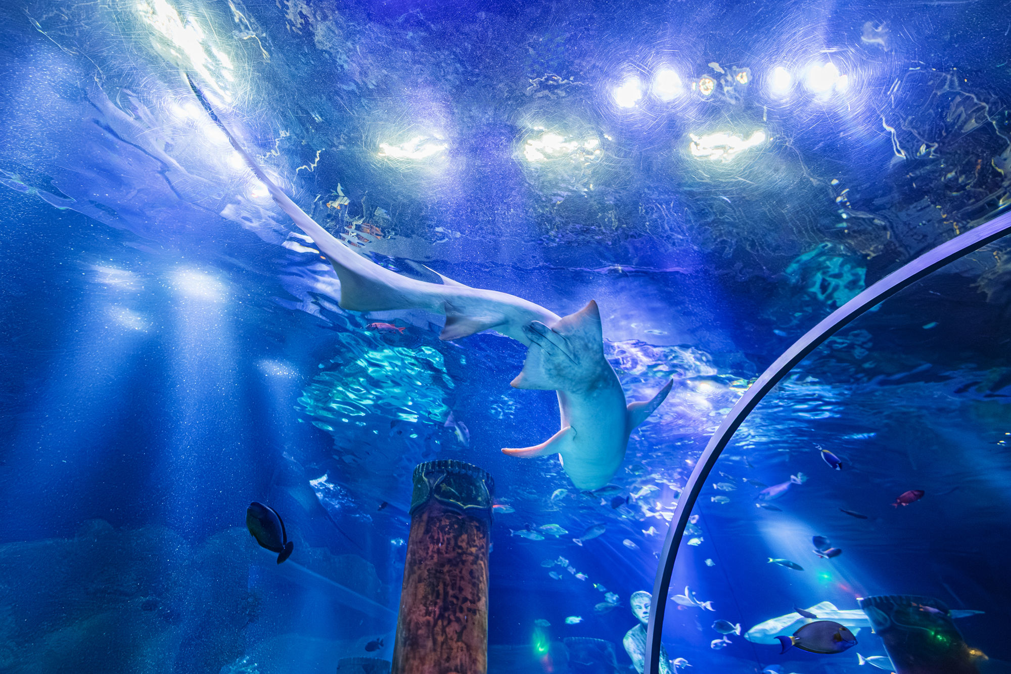 シー ライフ 水族館