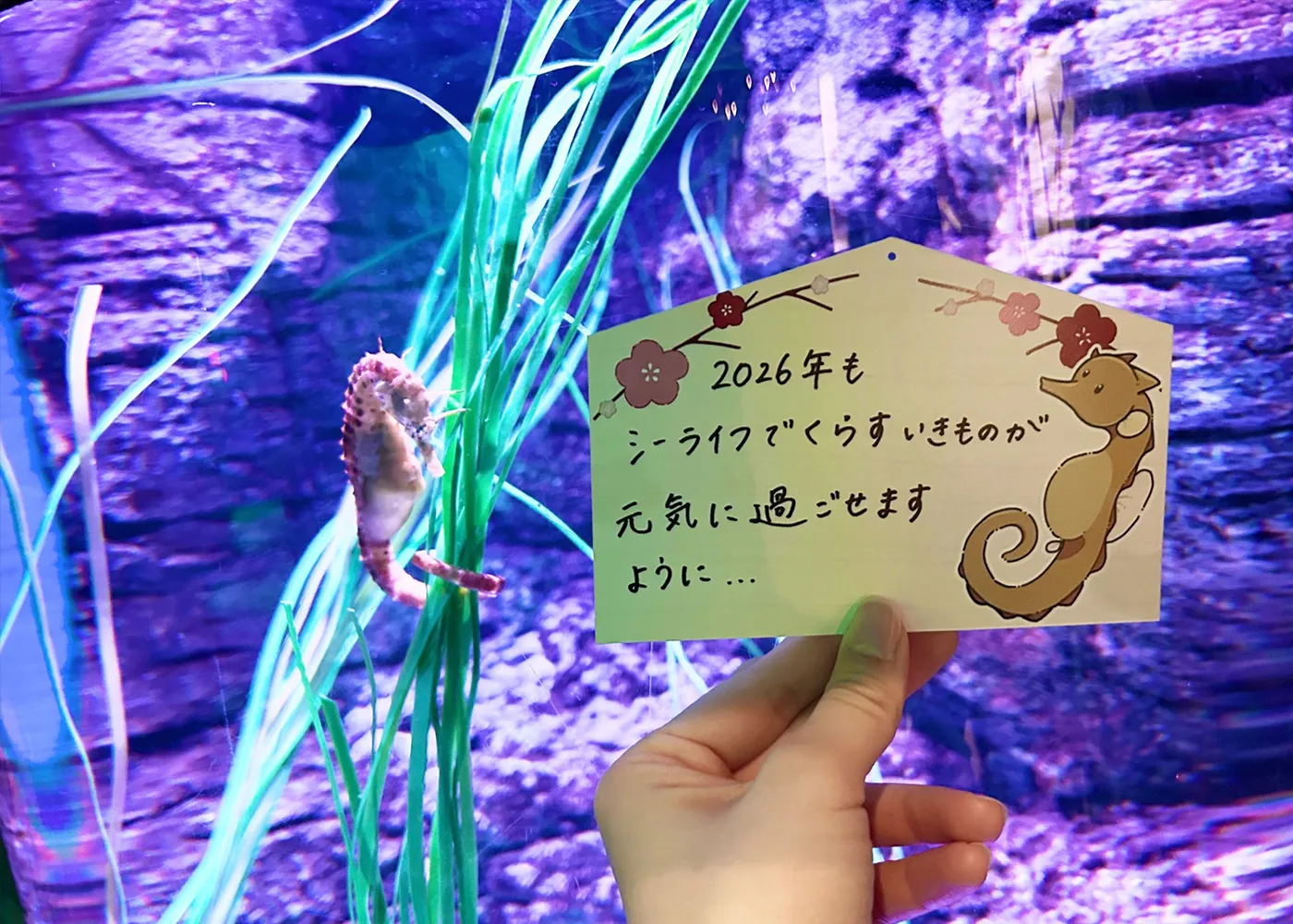 SLN Seahorseema Optional