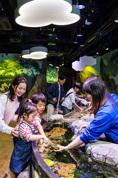 ロックプール 019