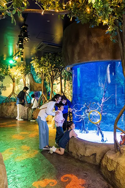 タツノオトシゴ 003