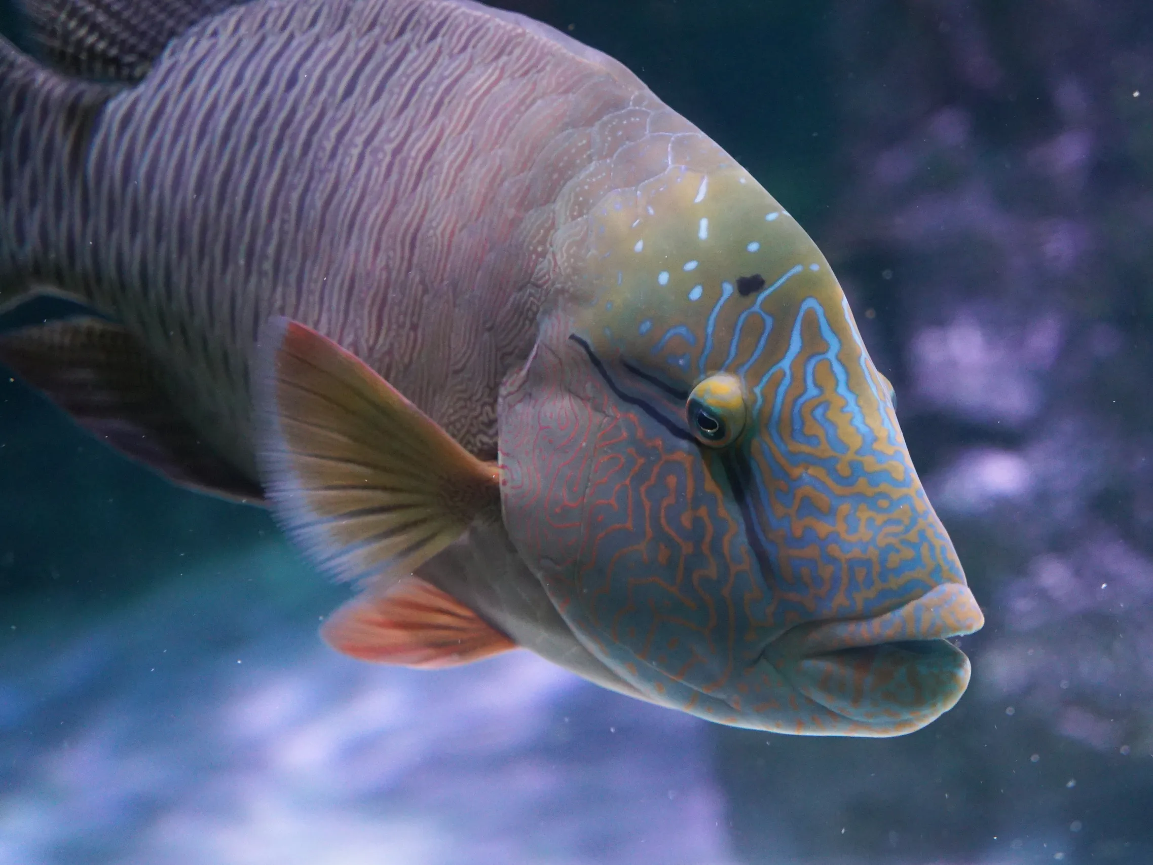 	波纹唇鱼(苏眉)	