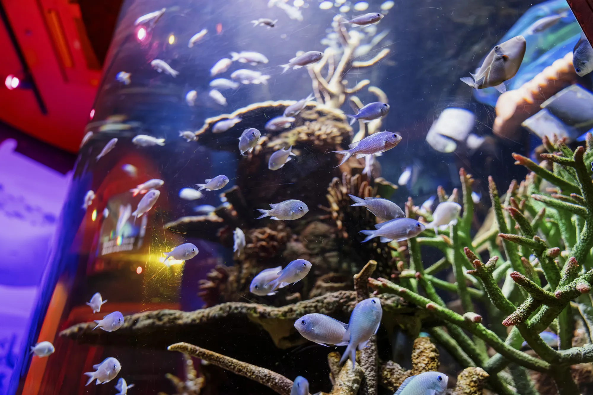 小さい」いきもの - いきもの図鑑 | 名古屋シーライフ水族館