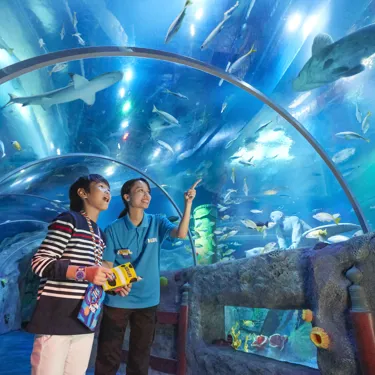 Sea Life Tunnel 054