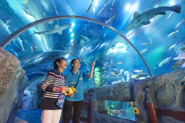 Sea Life Tunnel 054