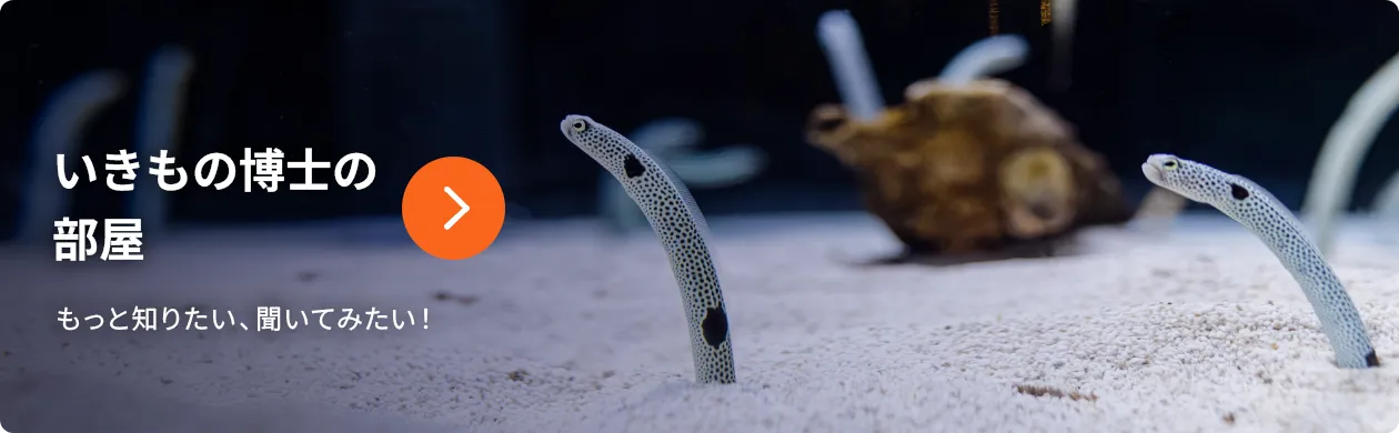 いきもの博士の部屋